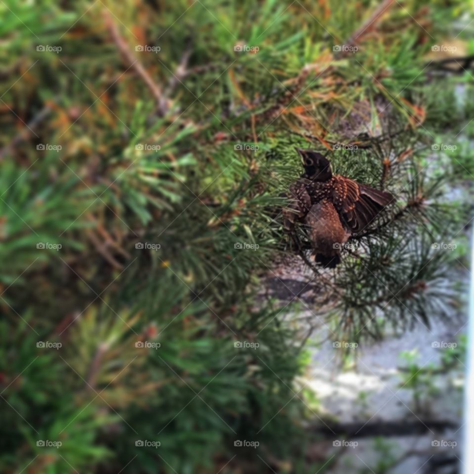 Bird in a bush
