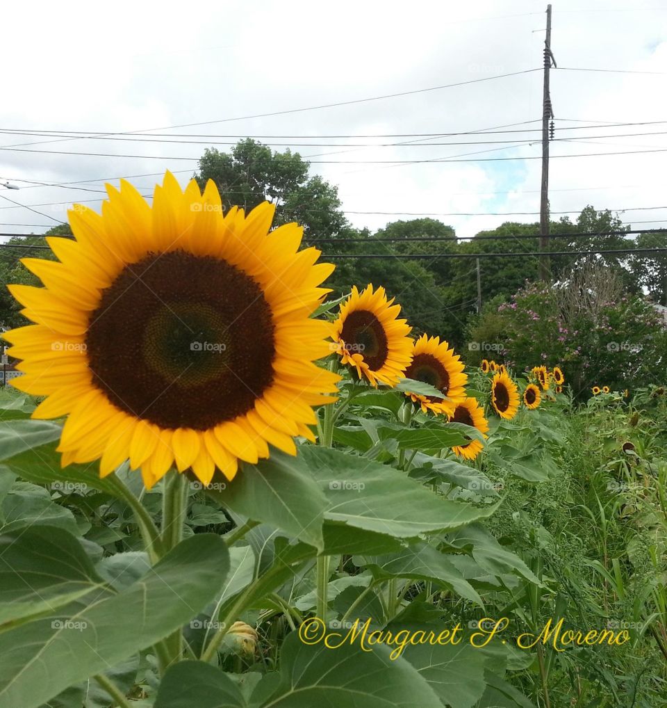 Marg's Sunflower 