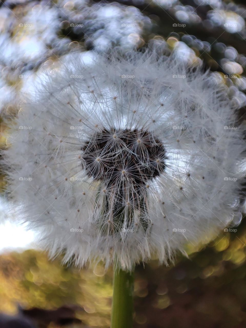 A macro shot of a beautiful dandelion at the end of summer, close up photo of plants in the daylight