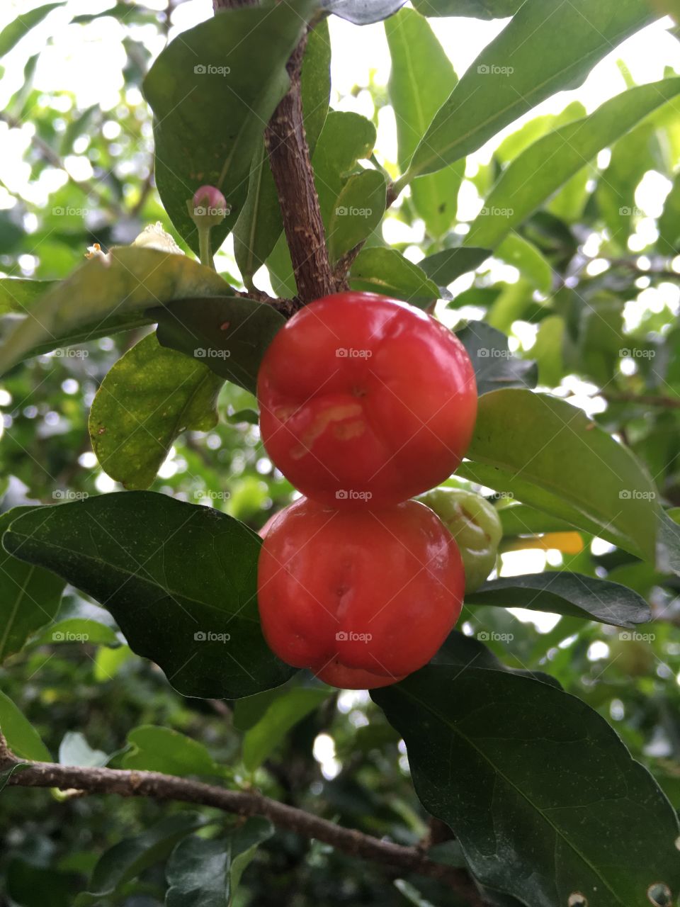 ACEROLAS! Produzidas com esterco (tudo orgânico) aqui no pomar de casa. Uma deliciosa fruta riquíssima em Vitamina C. 