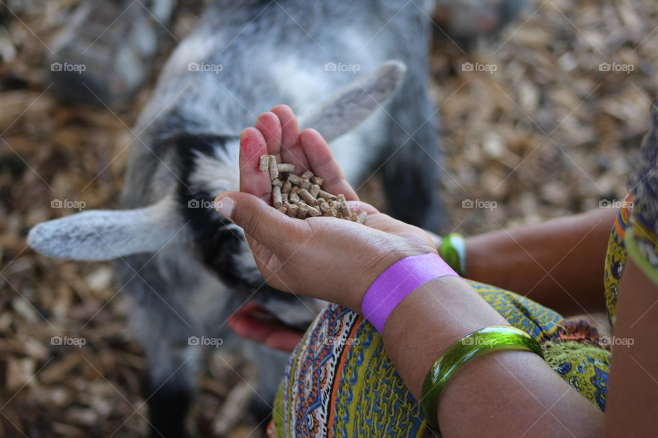 Woman holding feed for goats in petting zoo