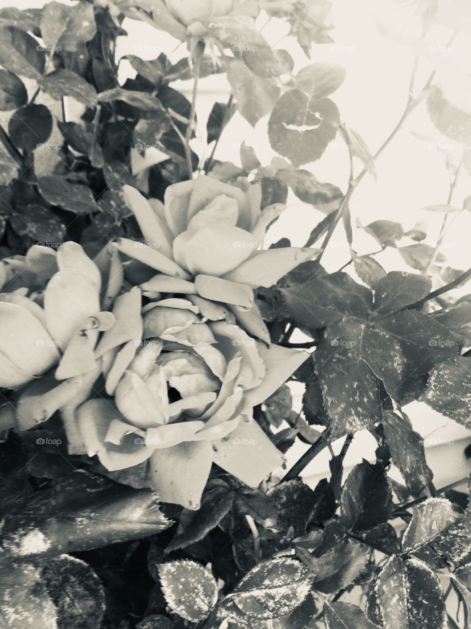 Black and white petals 