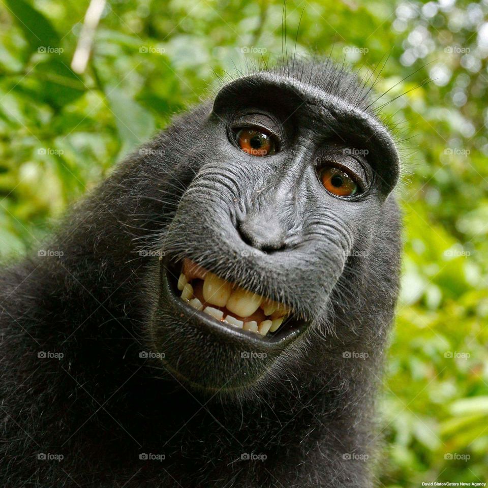 Selfie of the year ape