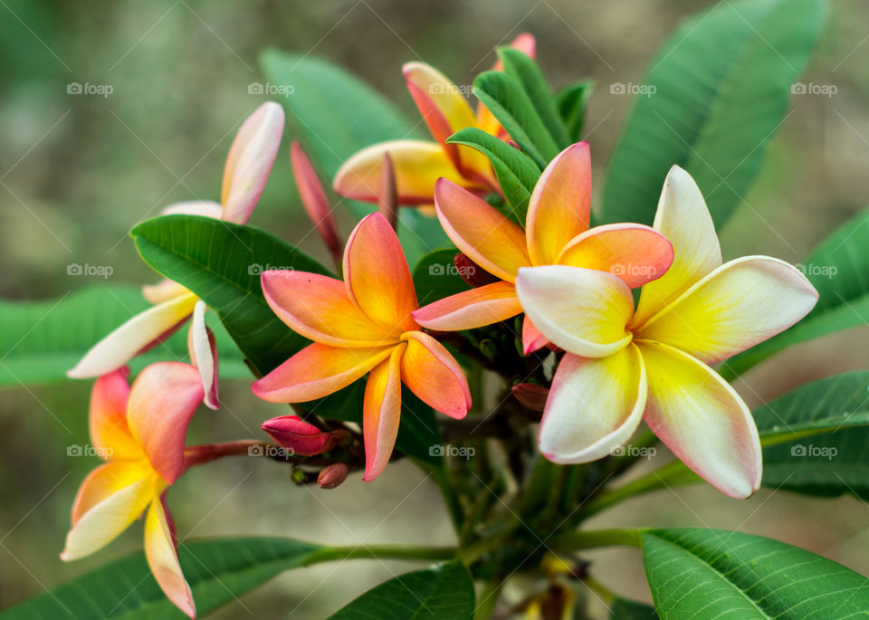 Frangipani Flower