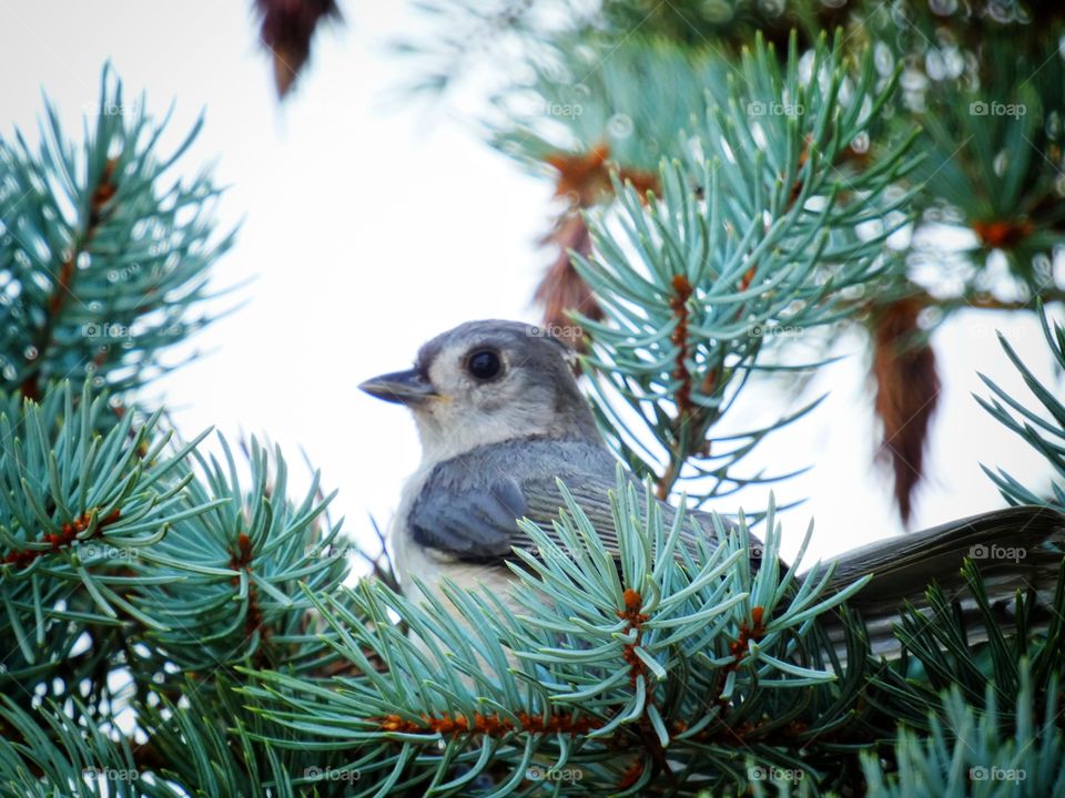 tufted titmouse