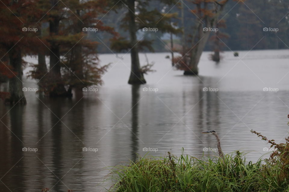 Great blue Herron amidst a tree filled lake