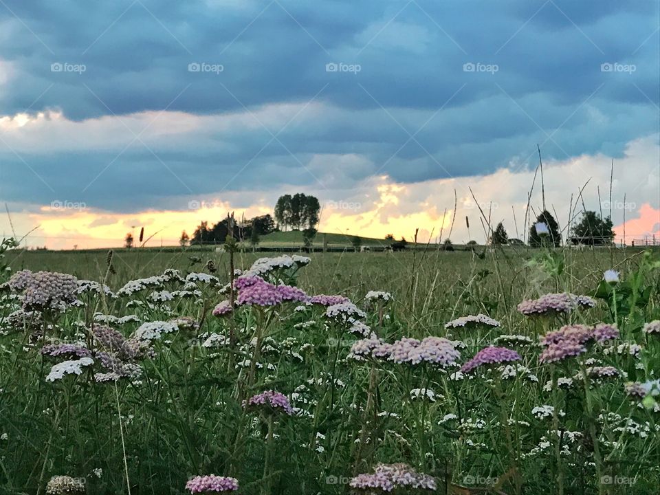 Wild flowers meadow
