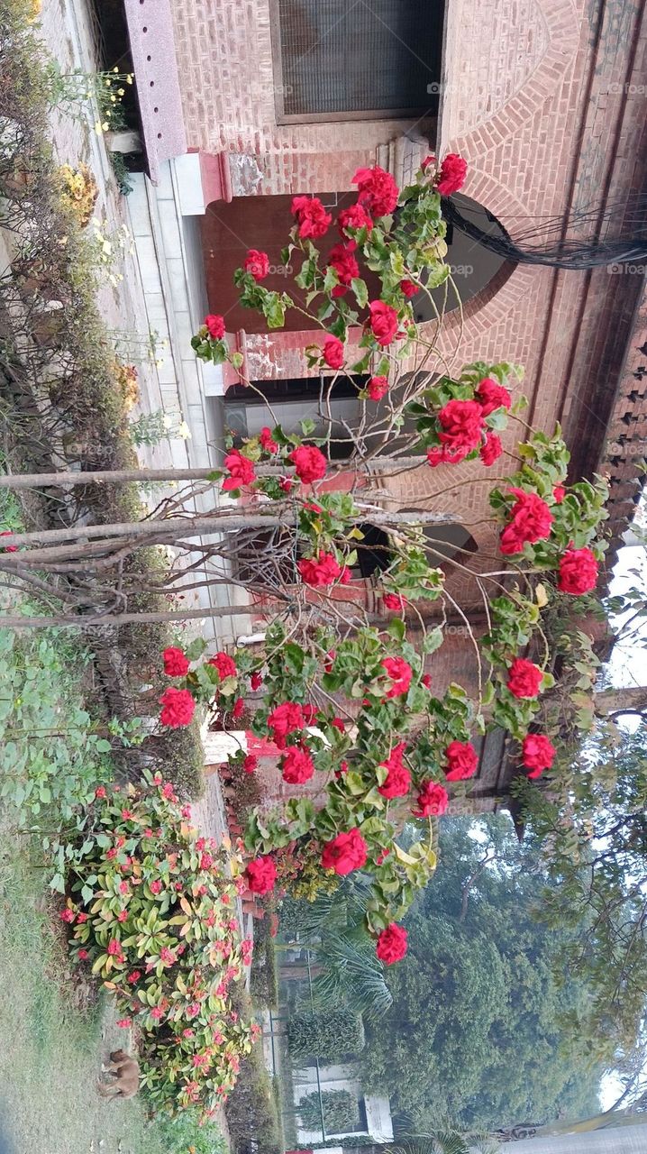 That rose looks absolutely stunning. 
The dark green leaves create such a beautiful contrast. 
It's nature's way of showing off its vibrant colors.