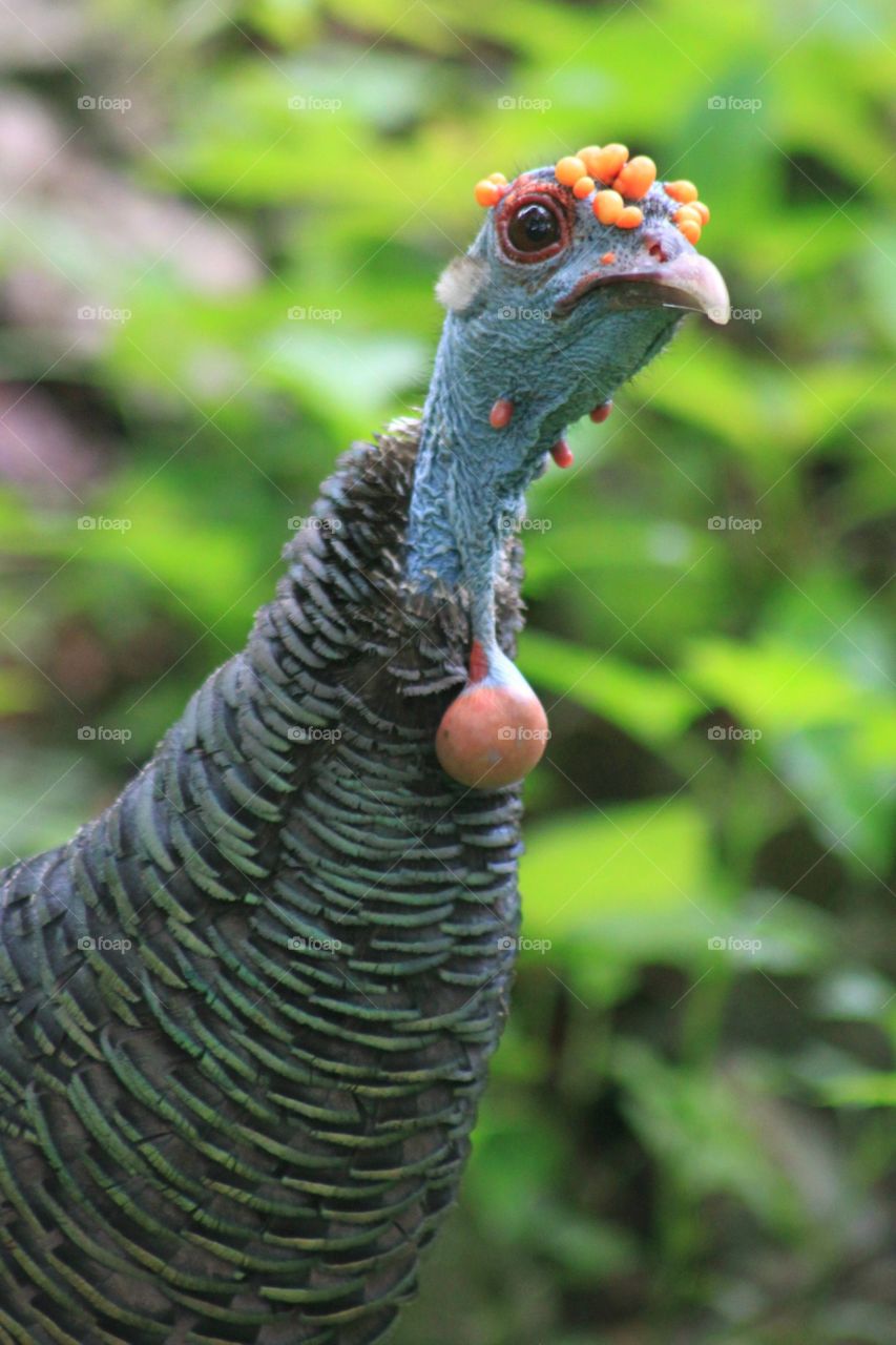 Wild Turkey