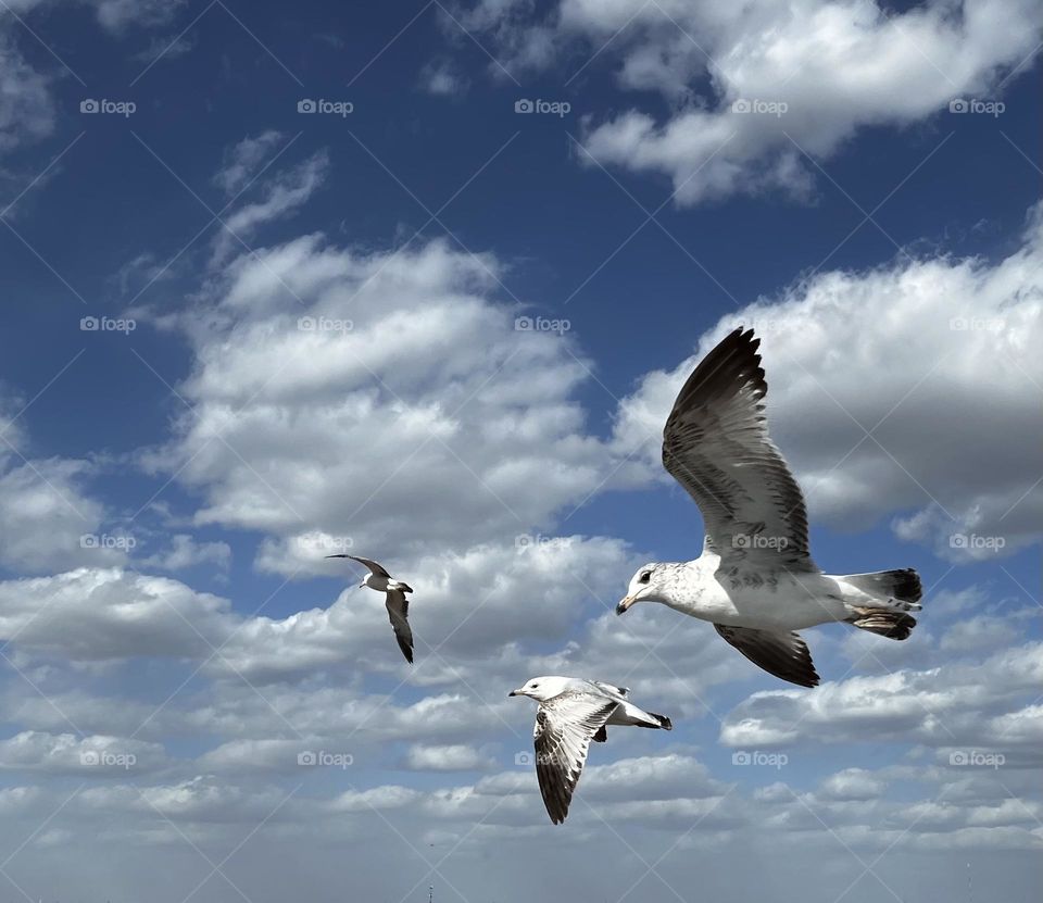 Gulls in Flight