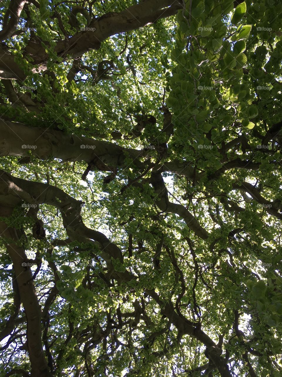 European Weeping Beech