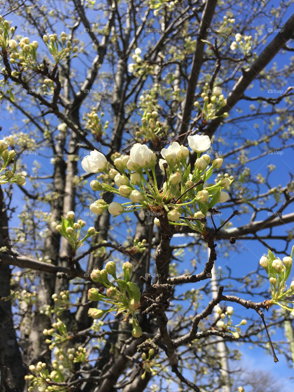 White blossoms