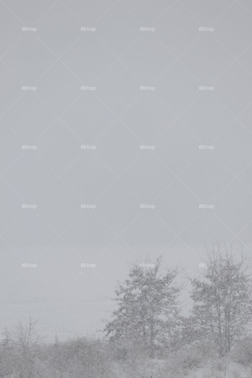 Falling snow in winter above the trees