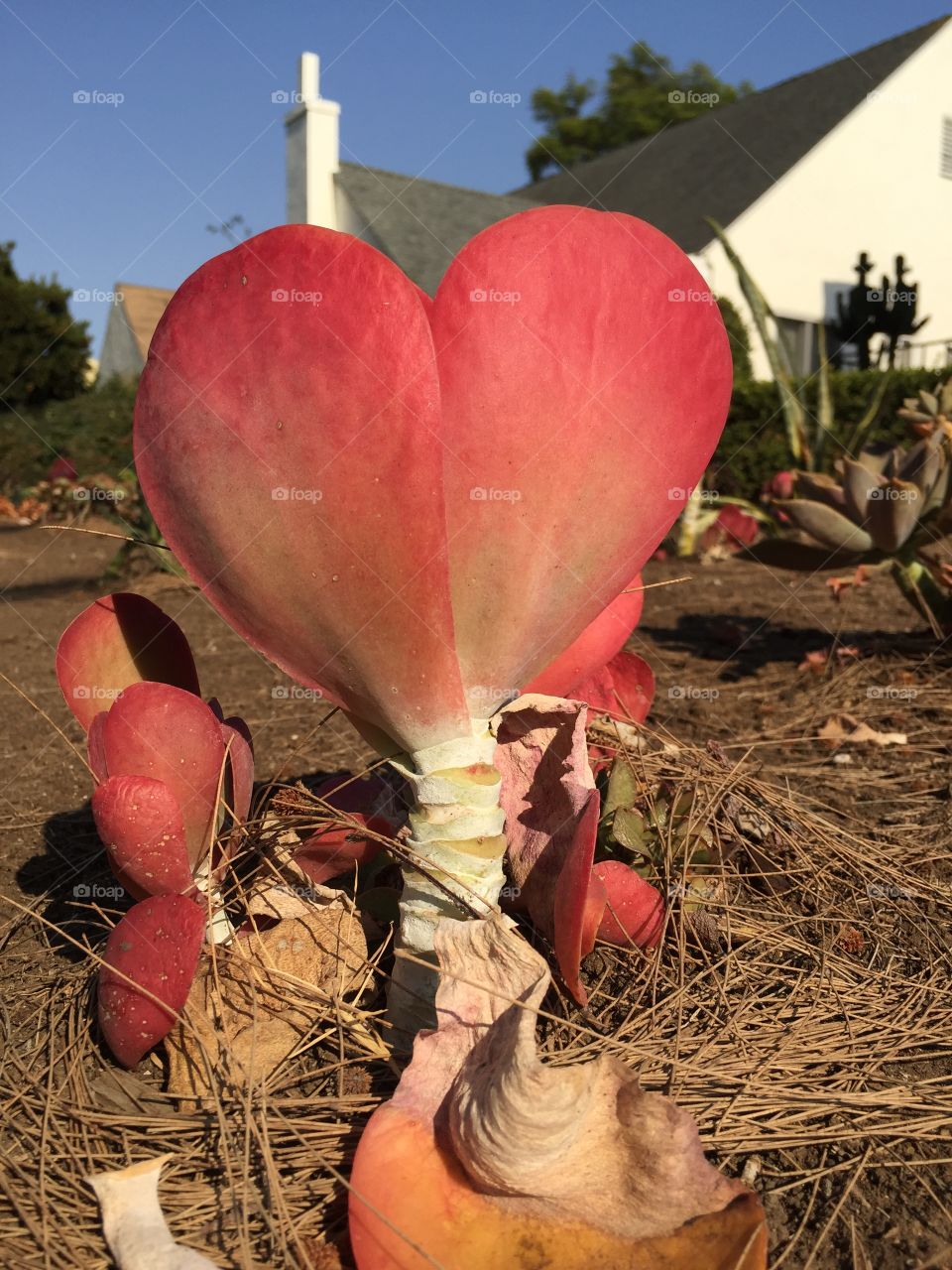 Heart-shaped succulent