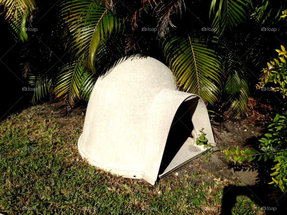 florida garden pet palm tree by jmsilva59