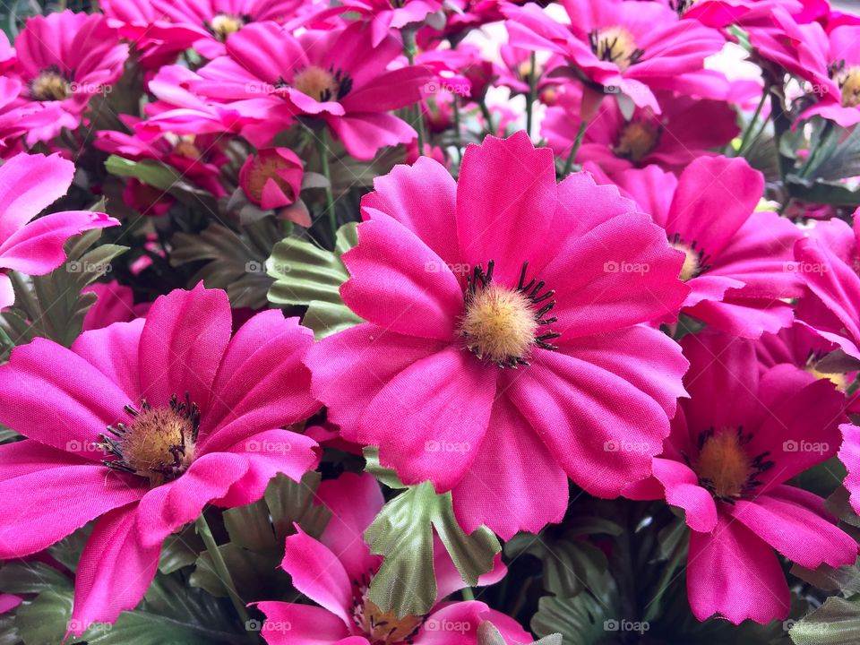 Pink blooming flowers on the background