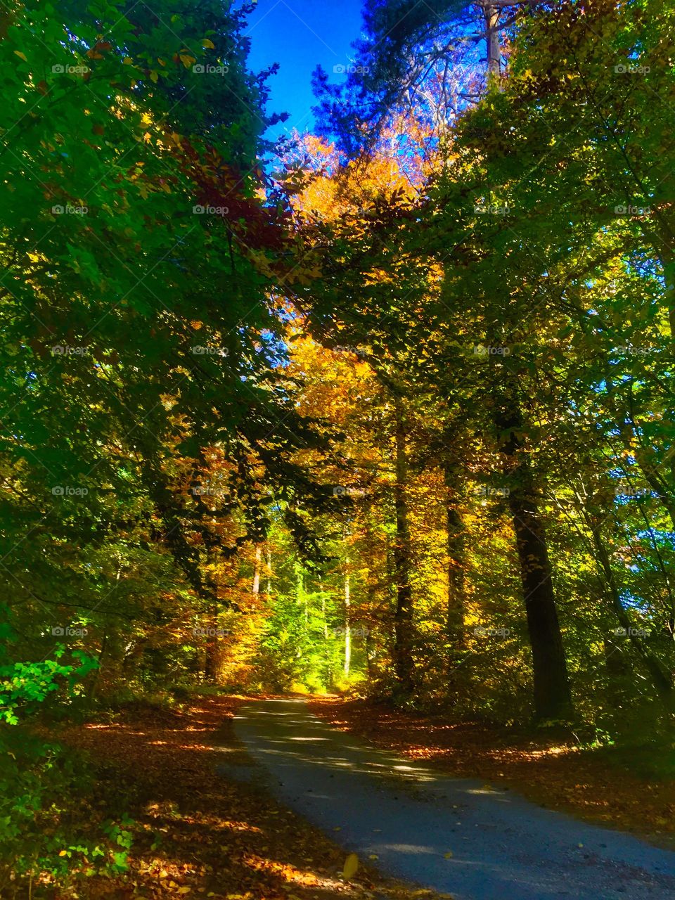 Forest autumn