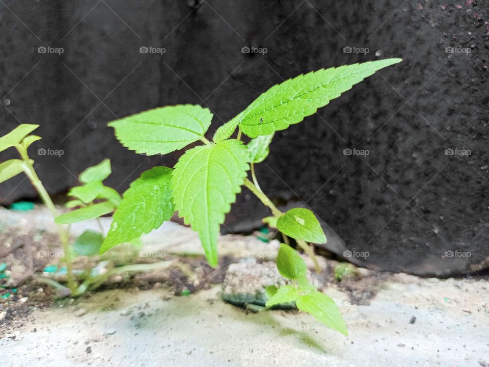 A close-up of a photo that captures the essence of resilience and growth amidst adversity. Young plant with bright green leaves growing on cracked concrete surface, against rough black wall background