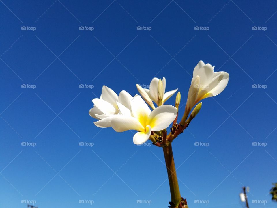 Exotic bloom against a deep blue sky!