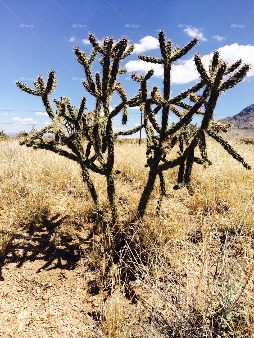 New Mexico Cactus 