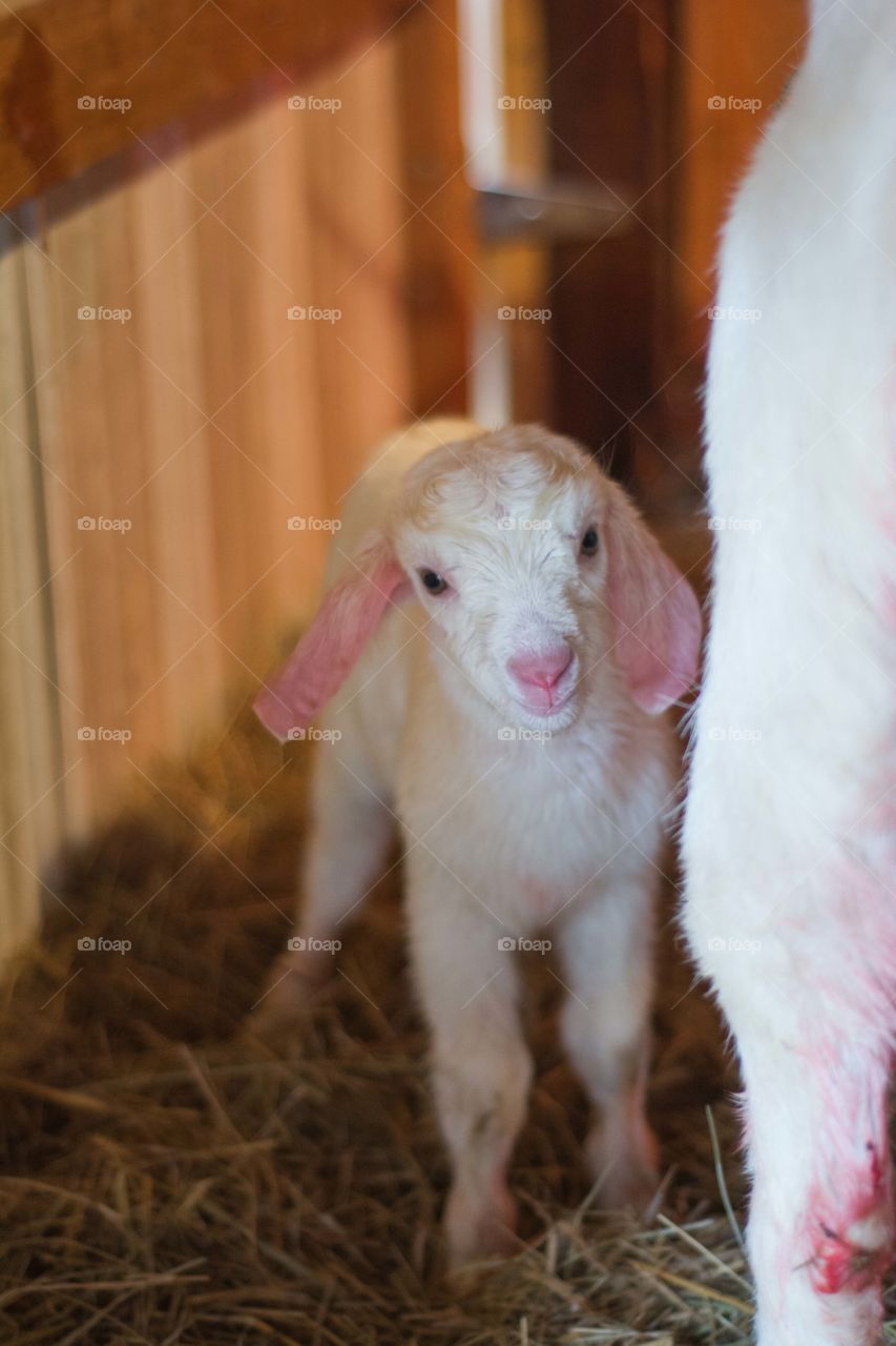 A couple hours old baby Kiko goat