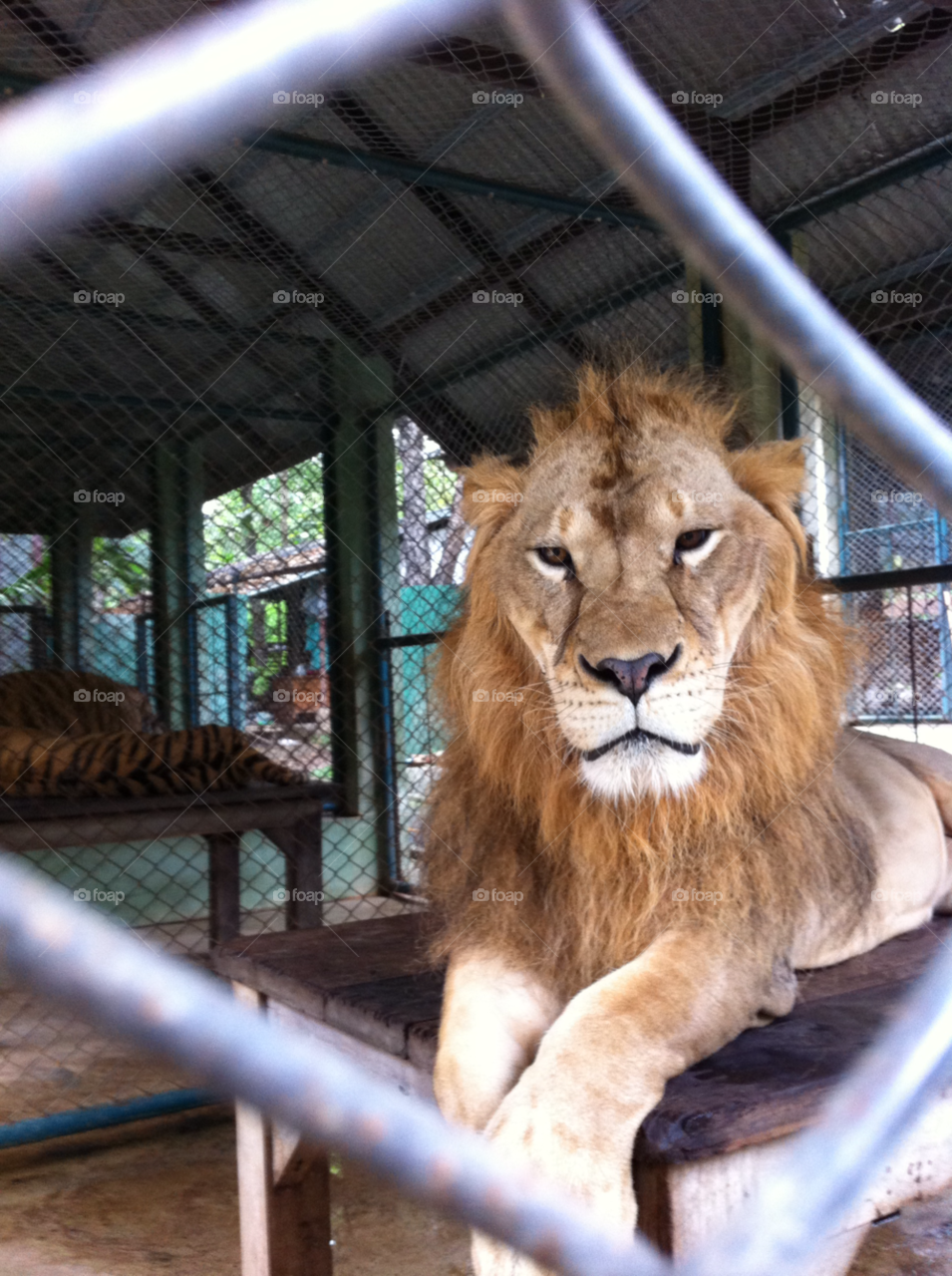 travel animals lion chiangmai thailand by travelnat