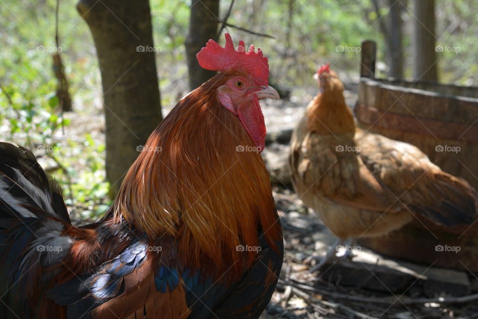 Rooster and Chicken