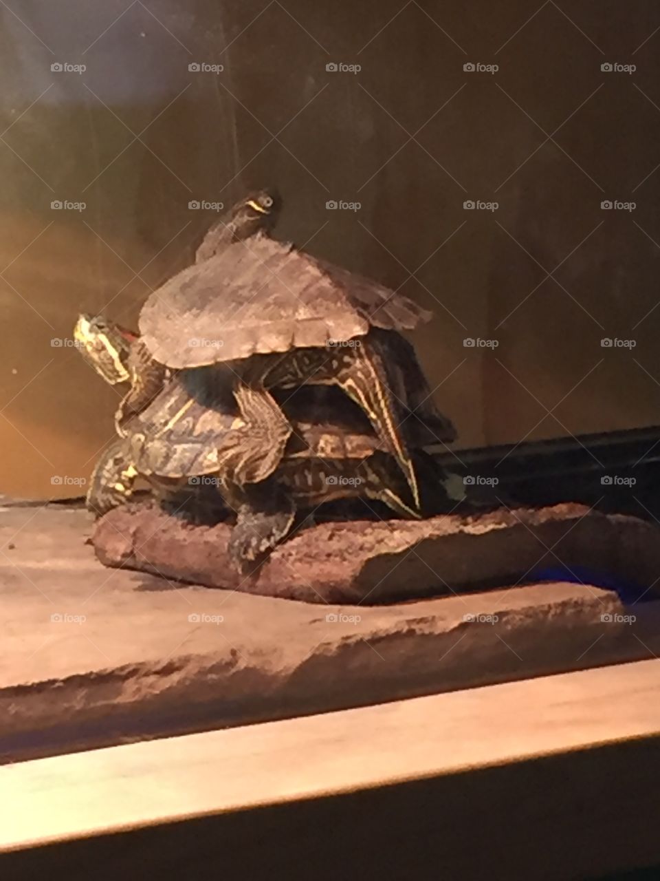 Stalked turtle friends