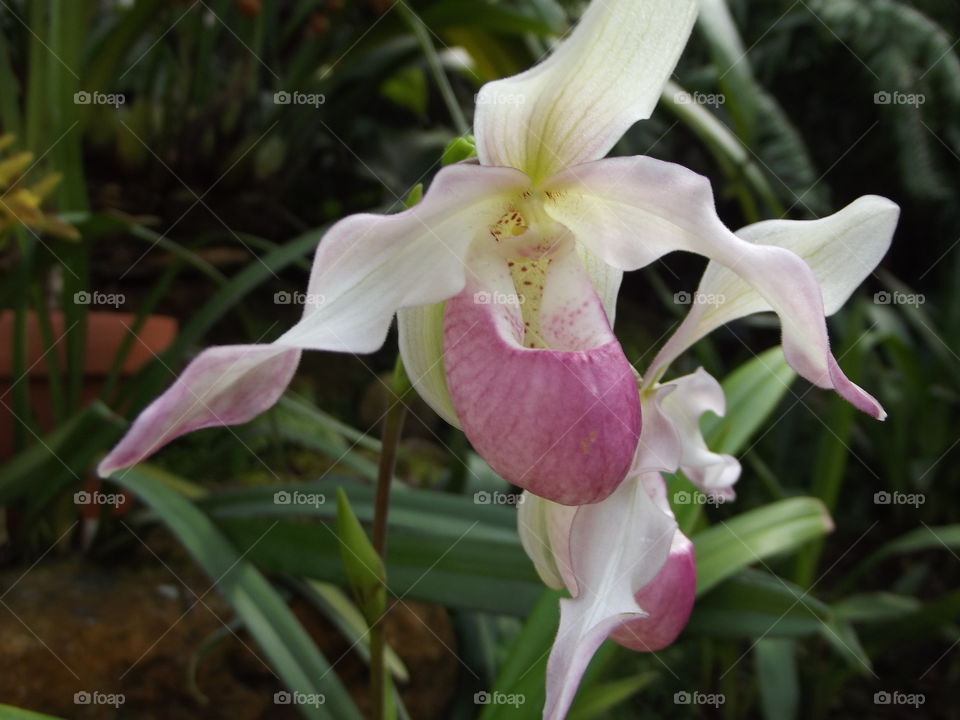 Exotic Orchid