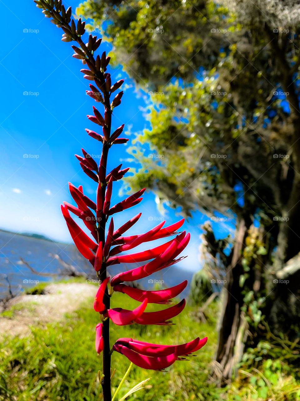 Red flower unknown 