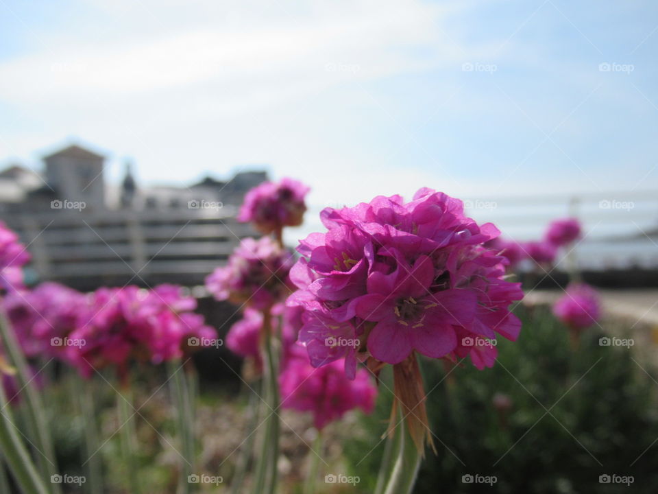 Armeria  cerise flowers