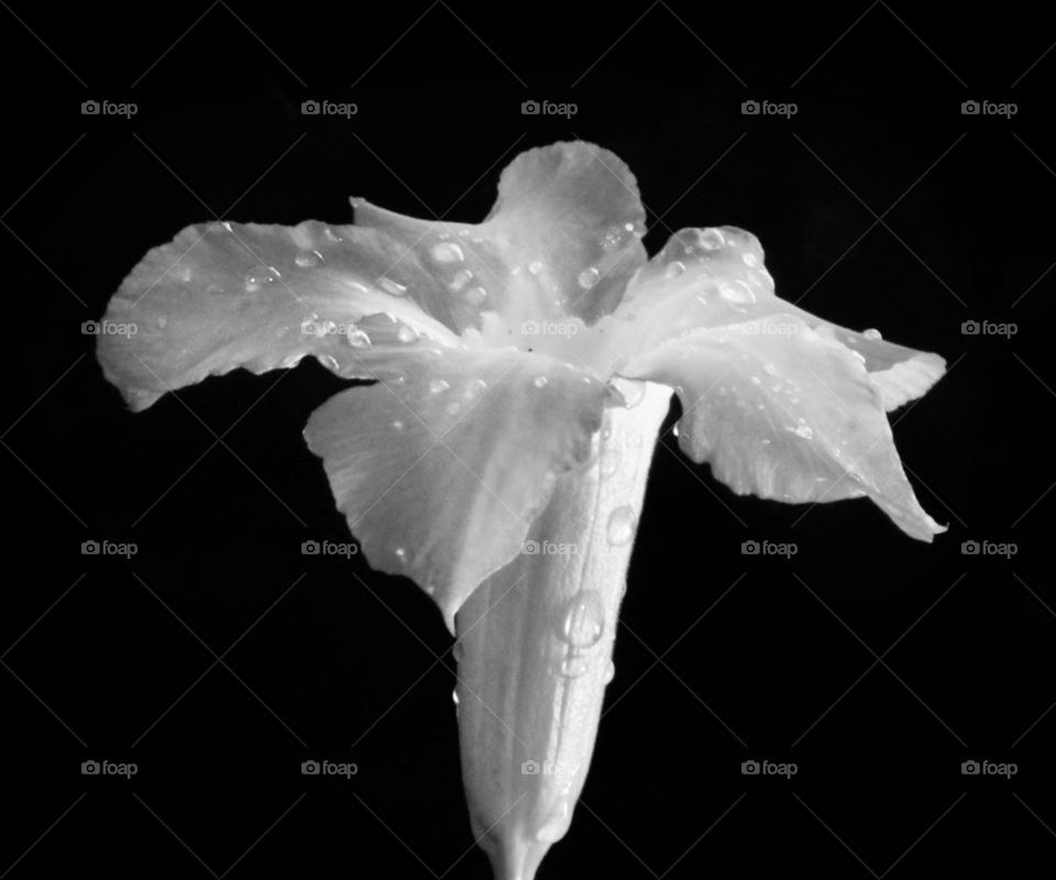 beauty of black and white