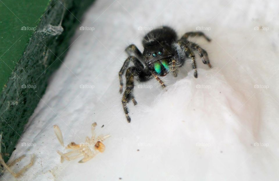 Jumping spider. Jumping spider on a shed
