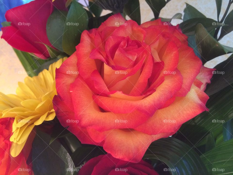 Orange colour rose 
