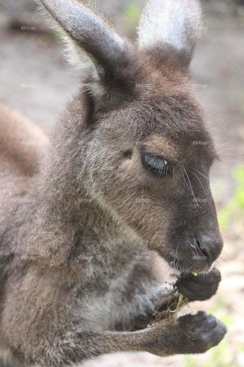 A cute young kangaroo Joey, enjoying the freshly cut grass in its small Joey paws.