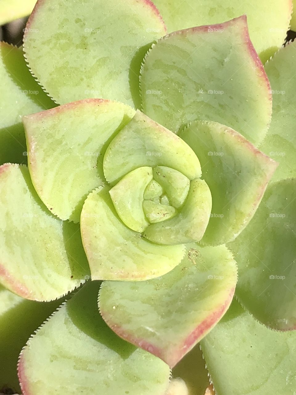 This beautiful flower-like succulent growing in my garden.