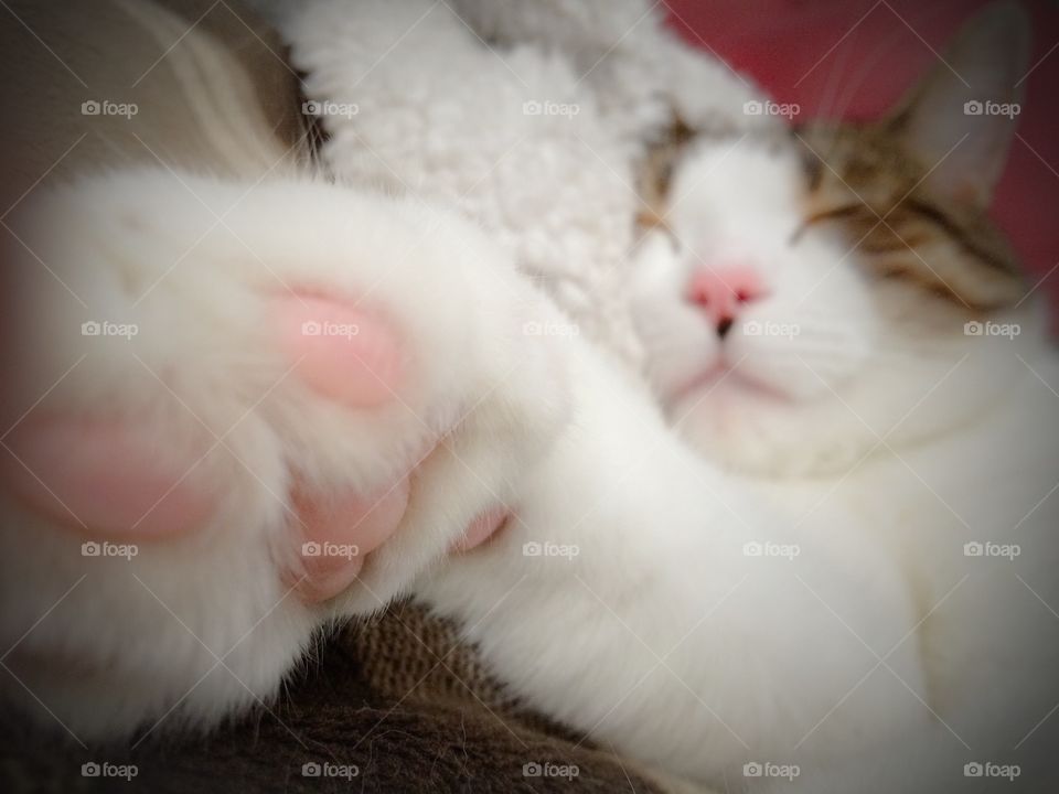 Cat keeping in touch with his human while he sleeps