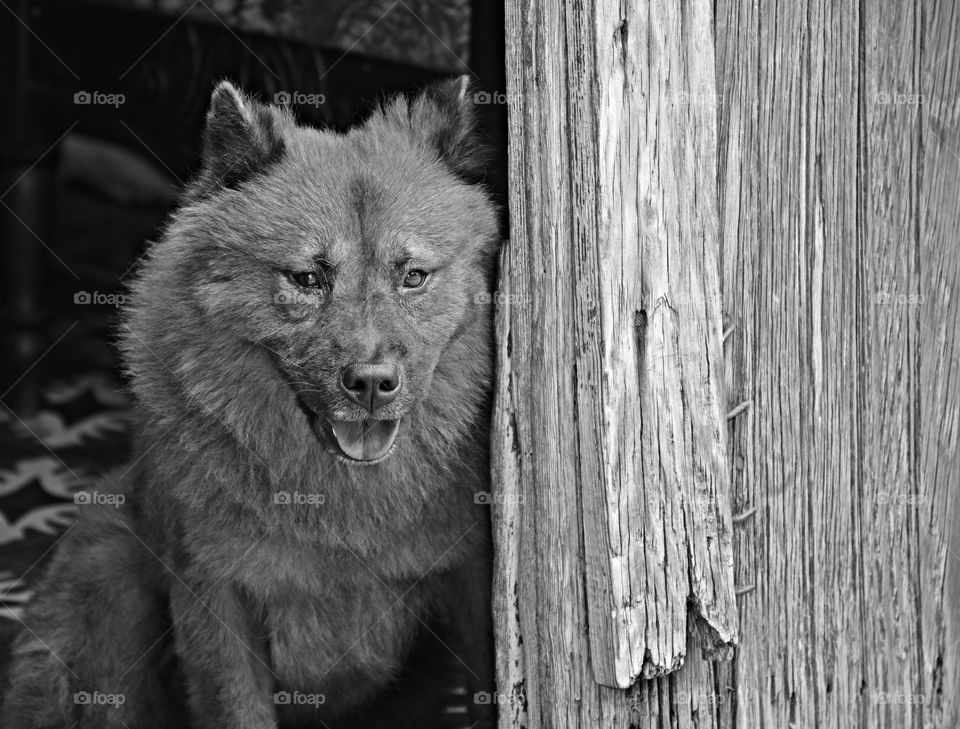 A Chow dog glances from around the fence. Different amounts of light are shown - Monochrome photography is photography where each position on an image can record and show a different amount of light, but not a different hue. 