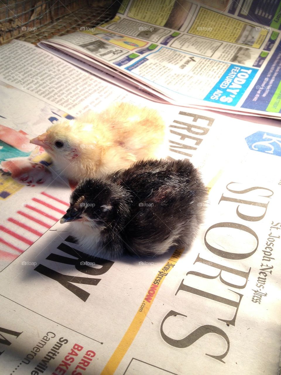 Newborn Chicks