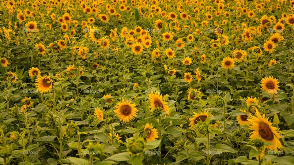 Sunflowers field