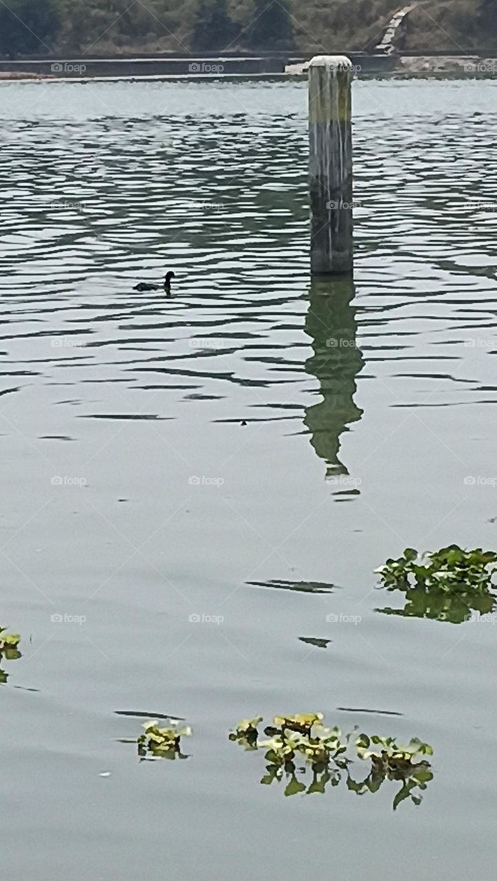 duck swimming in water feeling cool and searching for  fish to eat in lunch