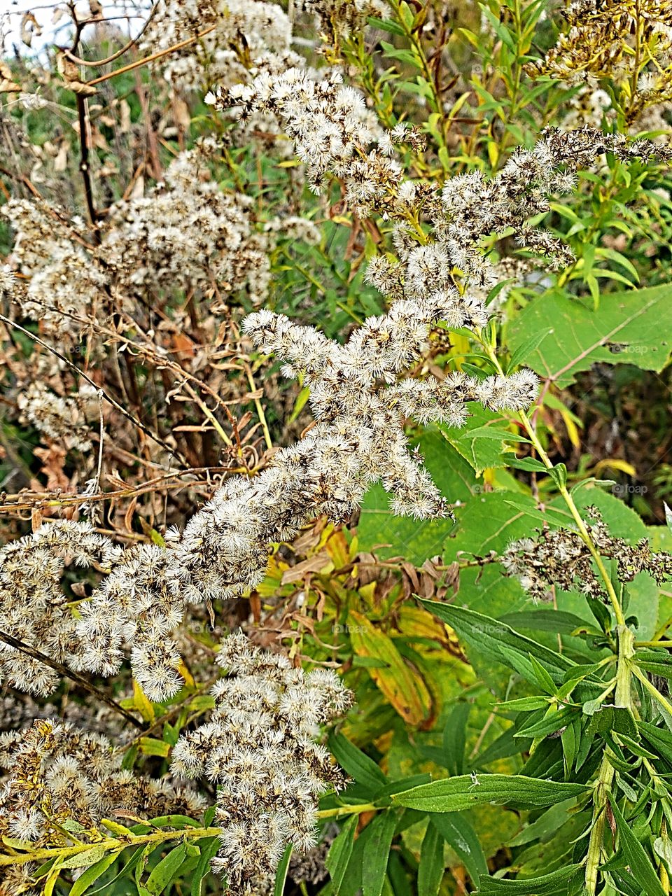 Dried wild flowers in the fall
