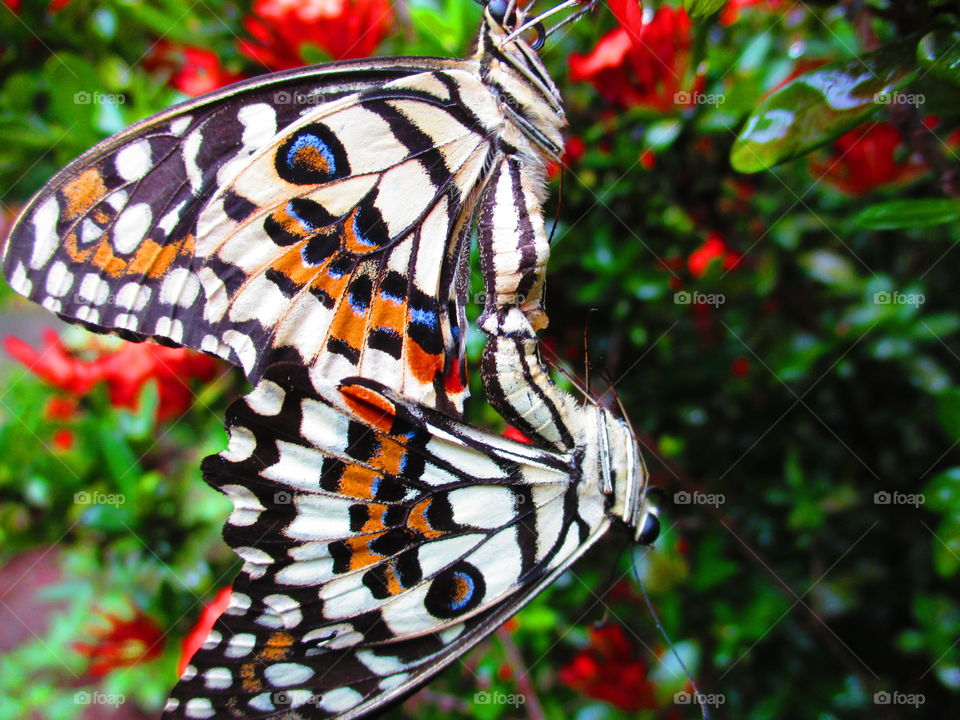 butterfly