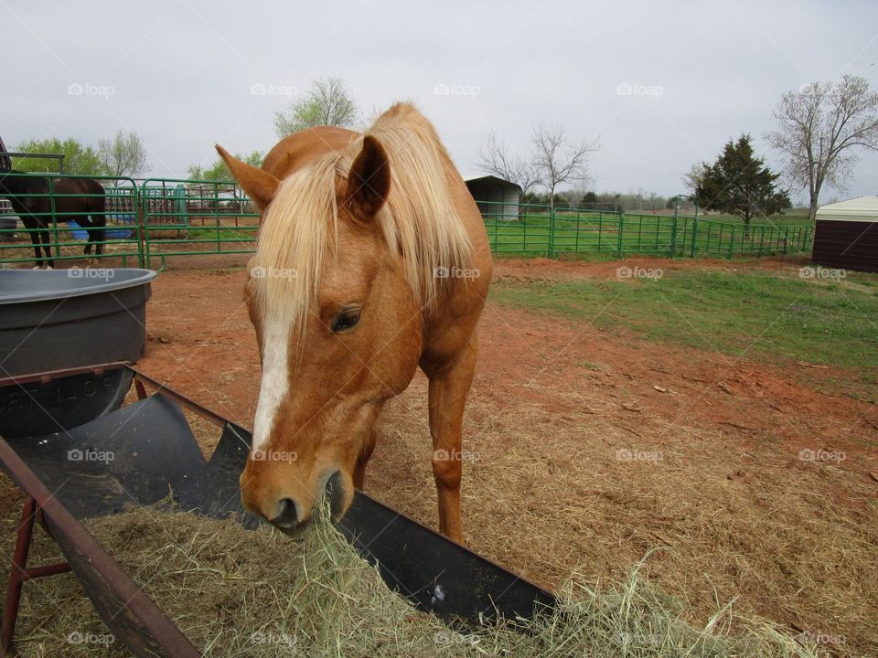 Horse Eating Hay. Horse eating hay for breakfast 