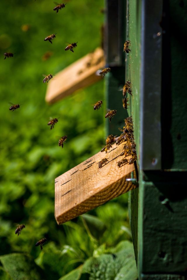 Bees