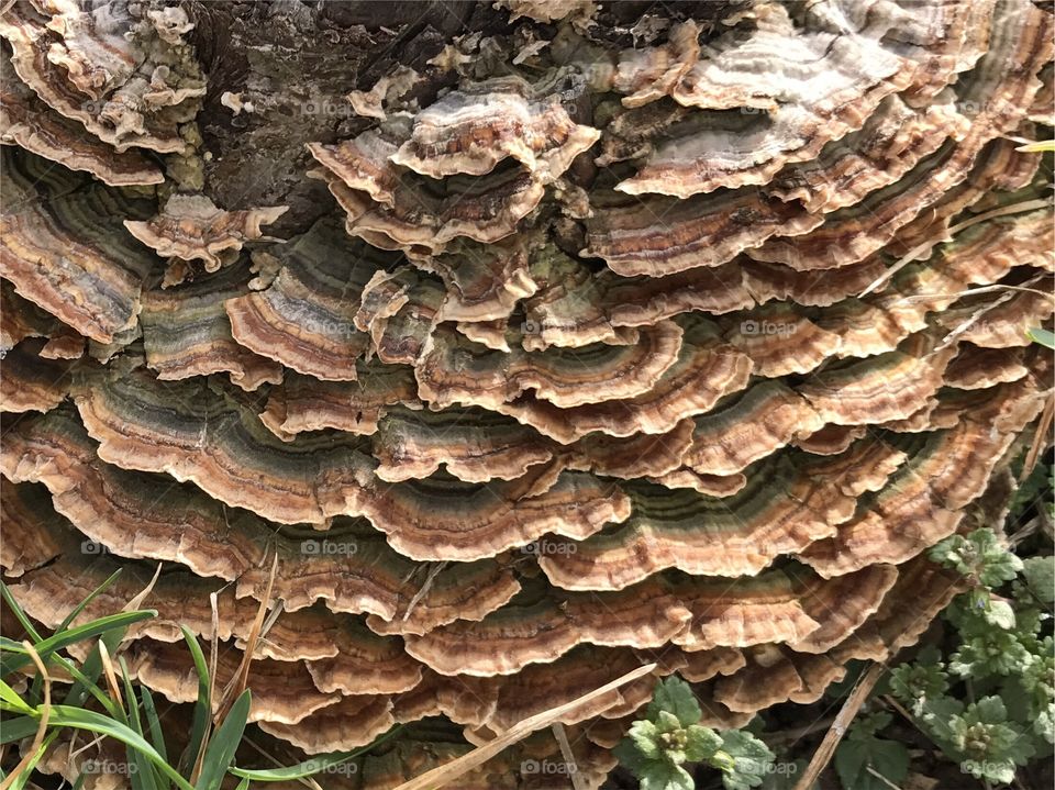 Fungi close-up