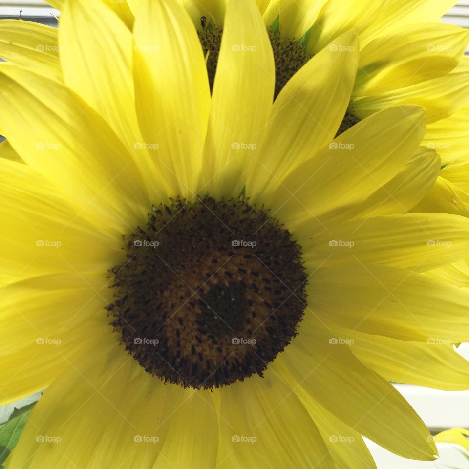 Sunflower, Nature, Summer, Flora, Flower