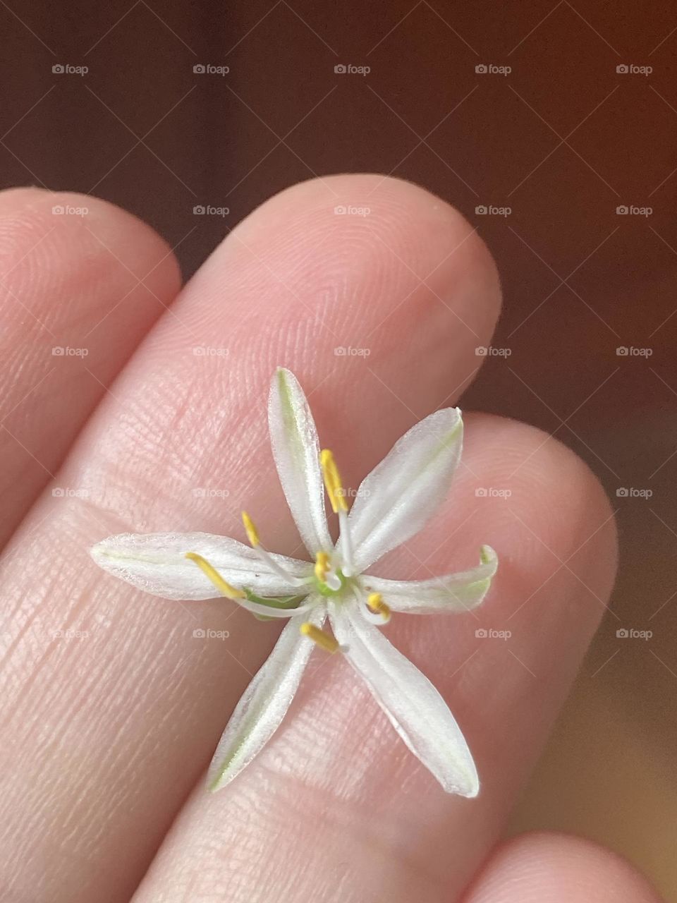 Delicada flor branca com pétalas longas, flor macro entre os dedos da mão.