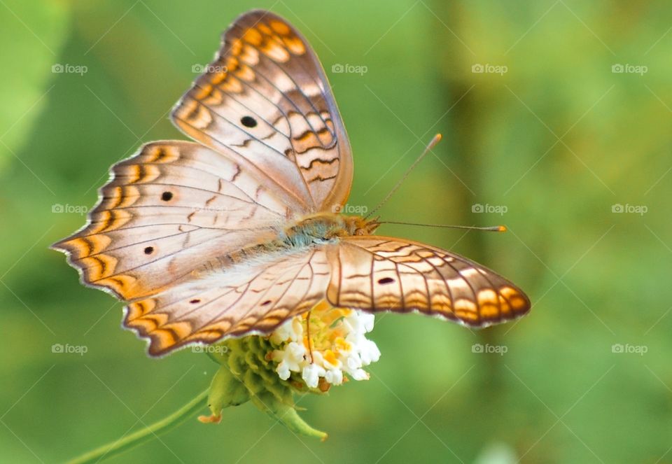 butterfly