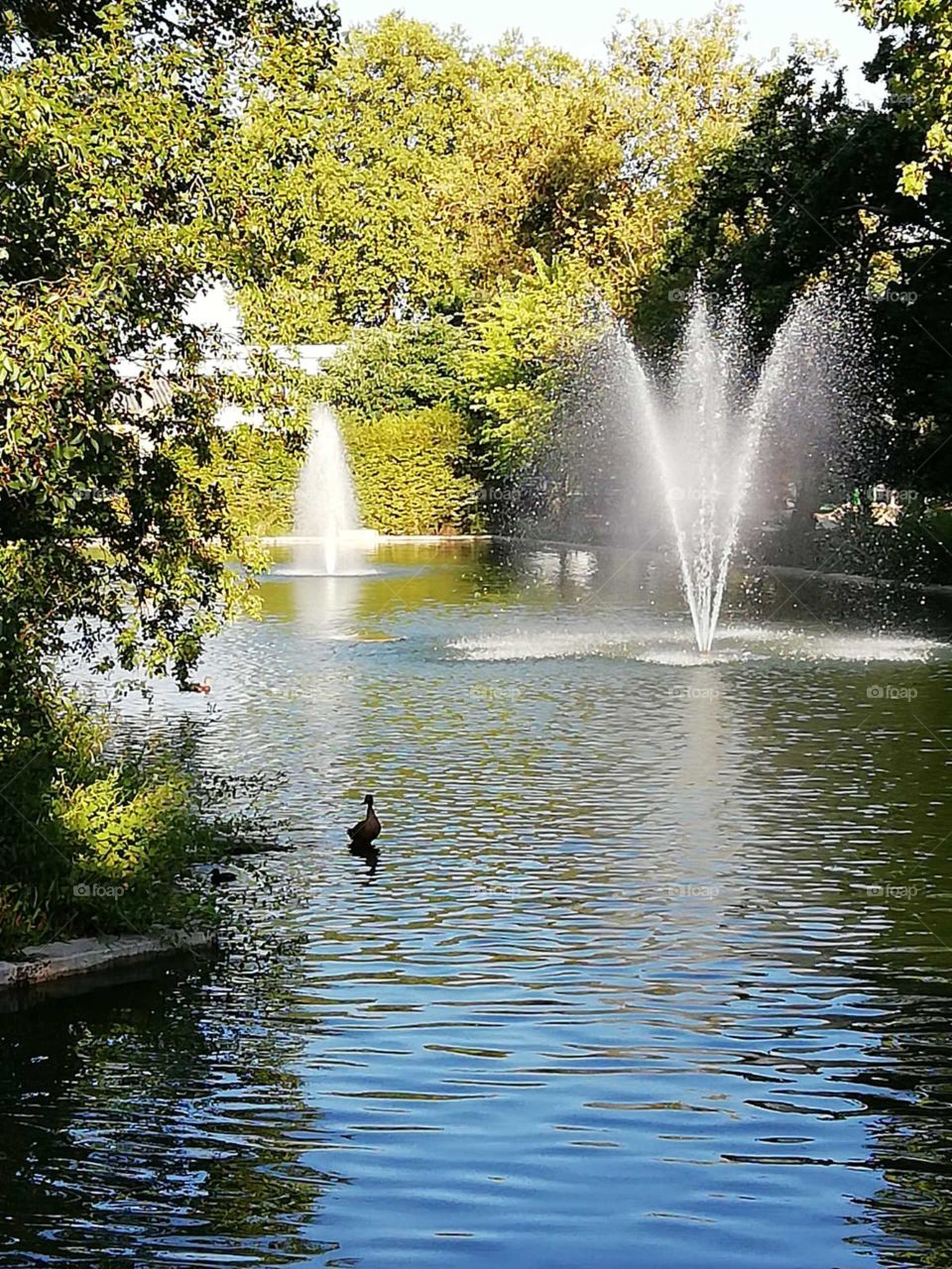 Water, lake, park, summer